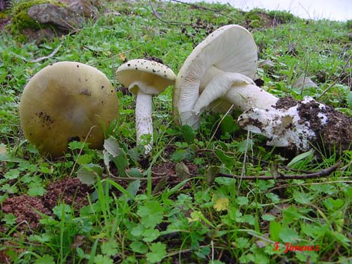 Amanita phalloides